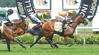 Aotea Lad (NZ) claiming victory in the G2 Wakefiled Challenge Stakes. Photo: Race Images PNth. 